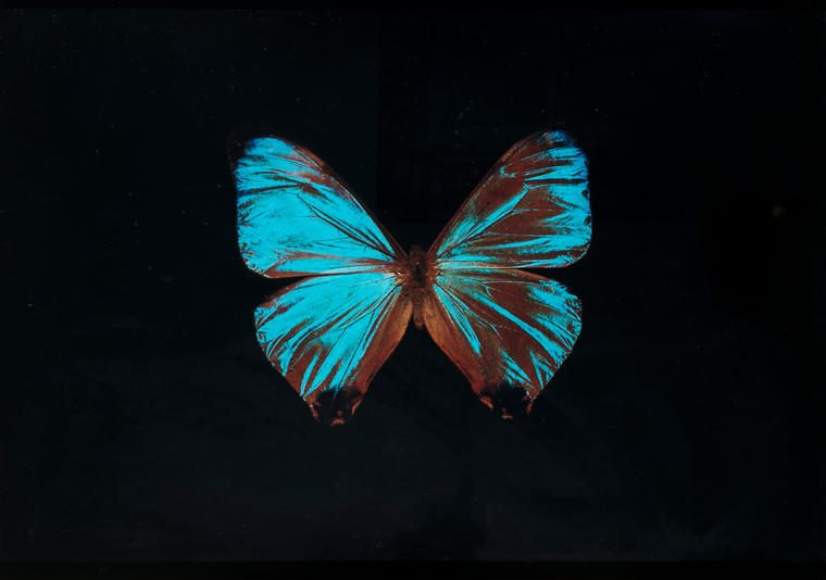 Синий, 2001