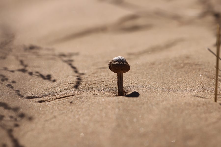 «Fieldwork: Gobi Mushroom», 2025