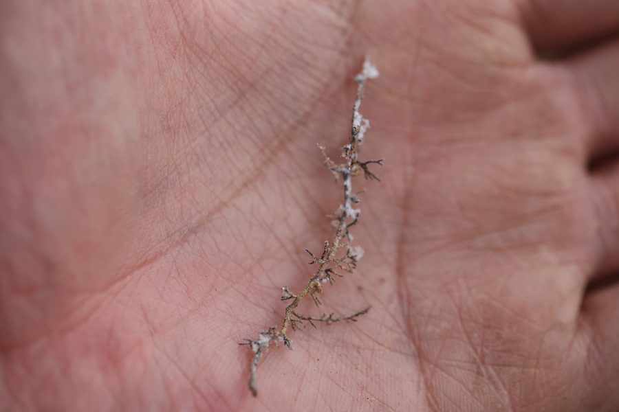 «Fieldwork: Matsutake Mycelium», 2025