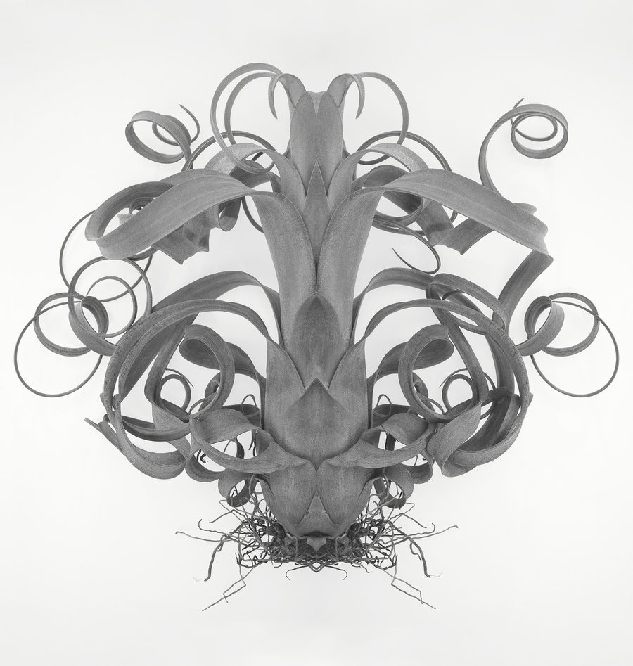 Plant Portrait - Tillandsia 01, 2022